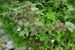 Rubus niveus